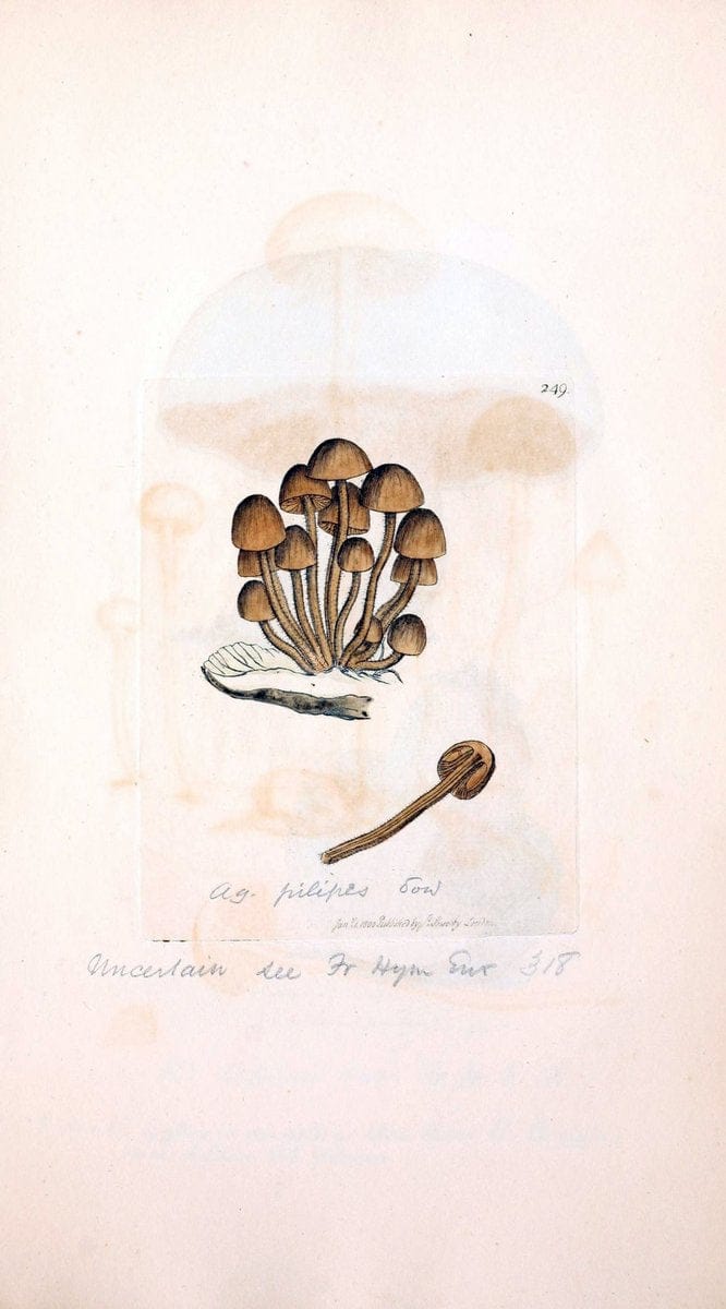 Coloured figures of English fungi or mushrooms. London,Printed by J. Davis,1797-[1809]. | England Mushrooms  | Vintage Print Reproduction 448344
