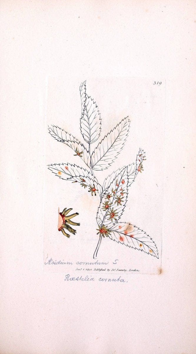 Coloured figures of English fungi or mushrooms. London,Printed by J. Davis,1797-[1809]. | England Mushrooms  | Vintage Print Reproduction 448345