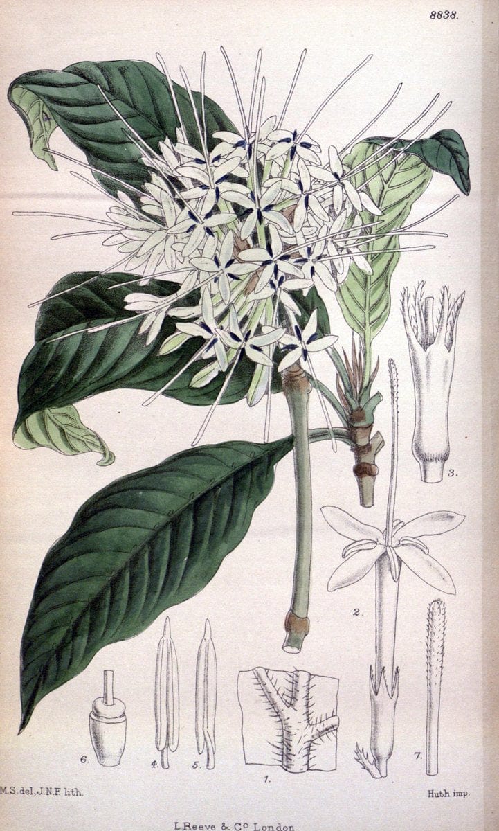 Curtis's botanical magazine. London ; New York [etc.] :Academic Press [etc.]. | "Botanical illustration" Botany Periodicals "Pictorial works" "Plants, Ornamental"  | Vintage Print Reproduction 448350