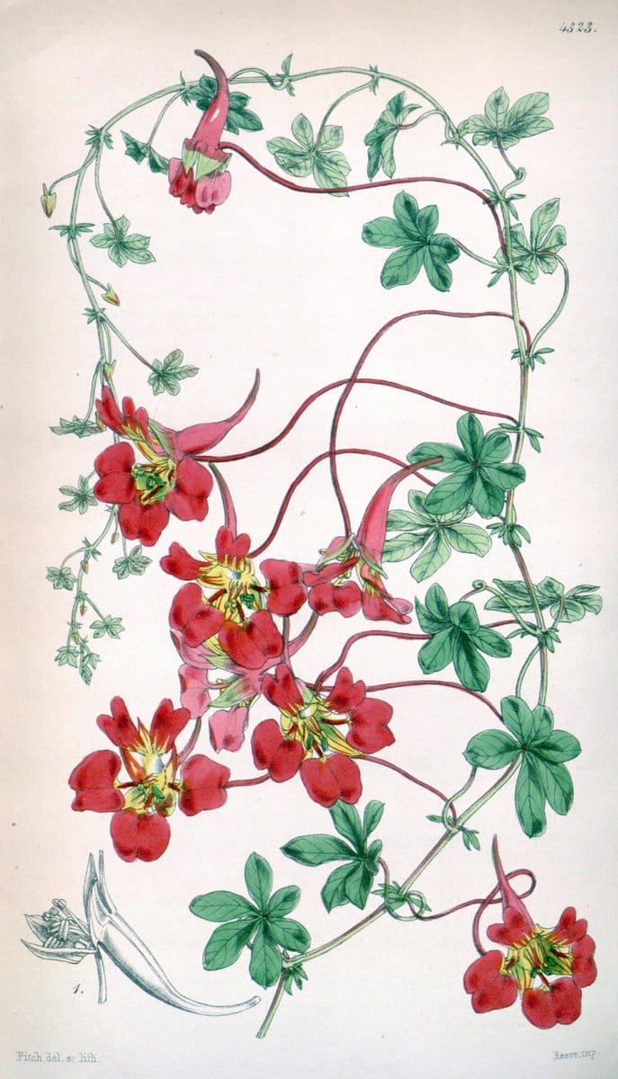 Curtis's botanical magazine. London ; New York [etc.] :Academic Press [etc.]. | "Botanical illustration" Botany Periodicals "Pictorial works" "Plants, Ornamental"  | Vintage Print Reproduction 448356