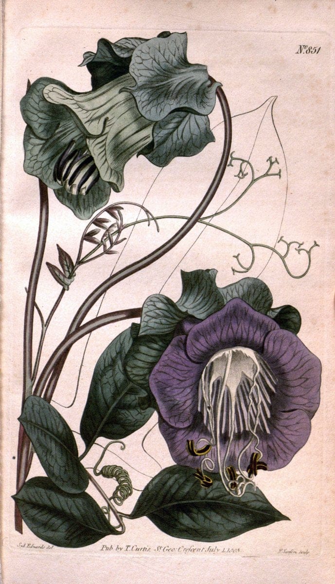 Curtis's botanical magazine. London ;New York [etc.] :Academic Press [etc.]. | Botany Periodicals "Pictorial works"  | Vintage Print Reproduction 448359