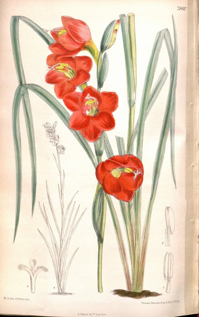 Curtis's botanical magazine. London ;New York [etc.] :Academic Press [etc.]. | Botany Periodicals "Pictorial works"  | Vintage Print Reproduction 448360