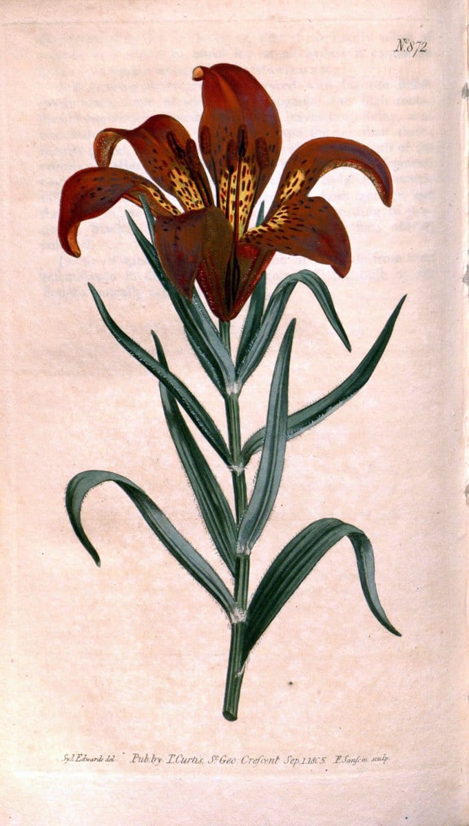 Curtis's botanical magazine. London ;New York [etc.] :Academic Press [etc.]. | Botany Periodicals "Pictorial works"  | Vintage Print Reproduction 448361