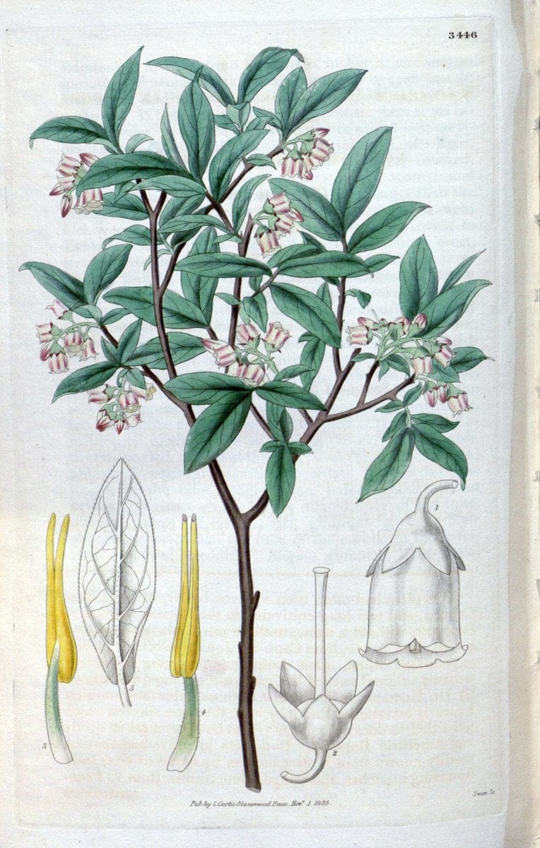 Curtis's botanical magazine. London ;New York [etc.] :Academic Press [etc.]. | Botany Periodicals "Pictorial works"  | Vintage Print Reproduction 448362