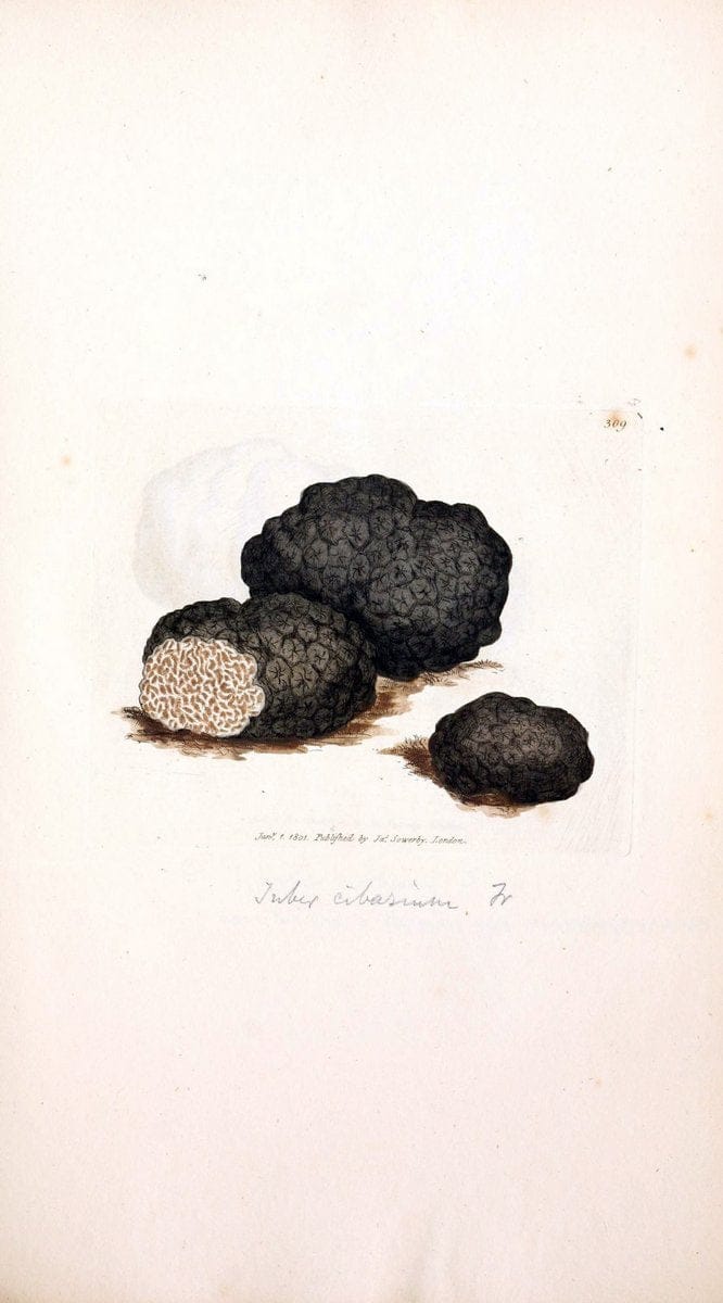 Coloured figures of English fungi or mushrooms. London,Printed by J. Davis,1797-[1809]. | England Mushrooms  | Vintage Print Reproduction 448364