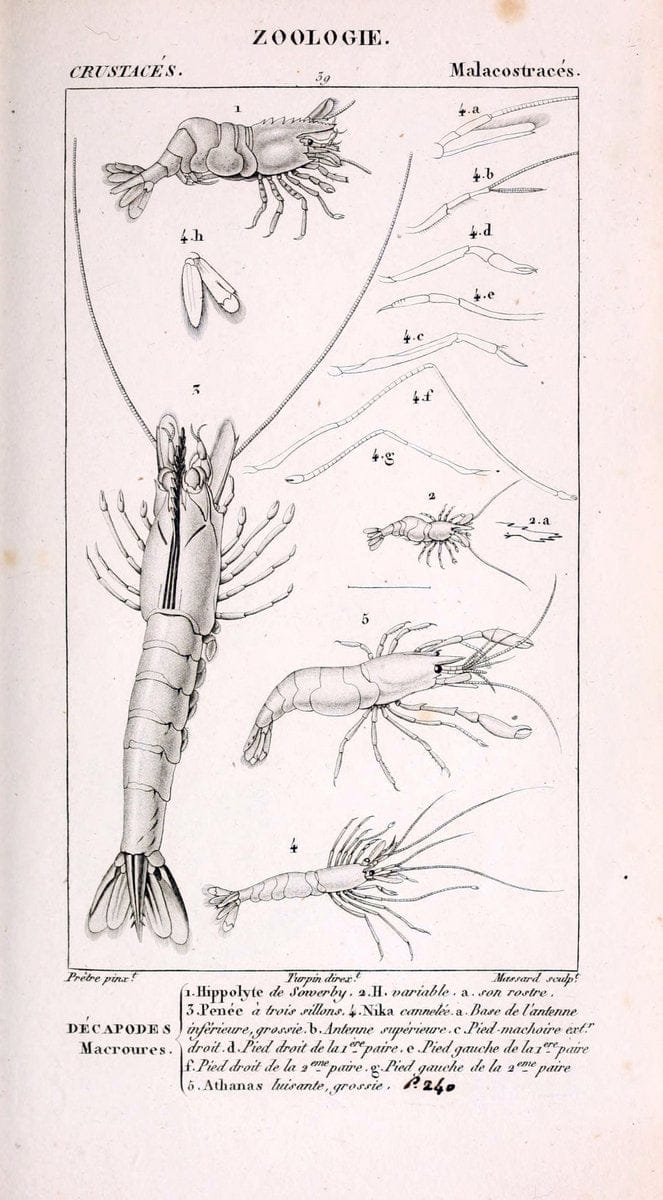 ConsidÃ©rations gÃ©nÃ©rales sur la classe des crustacÃ©s :.Paris :F.G. Levrault,1825.  | Crustacea France Zoology  | Vintage Print Reproduction 448366