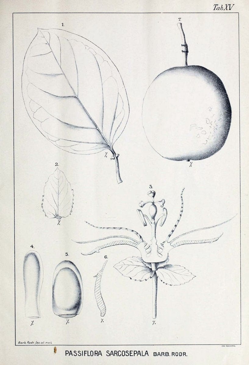 Contributions du Jardin botanique de Rio de Janeiro /.Rio de Janeiro :L'Etoile du Sud,1901-1907.  | Botany Brazil | Vintage Print Reproduction 448367