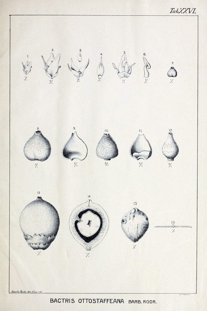Contributions du Jardin botanique de Rio de Janeiro /.Rio de Janeiro :L'Etoile du Sud,1901-1907.  | Botany Brazil | Vintage Print Reproduction 448368