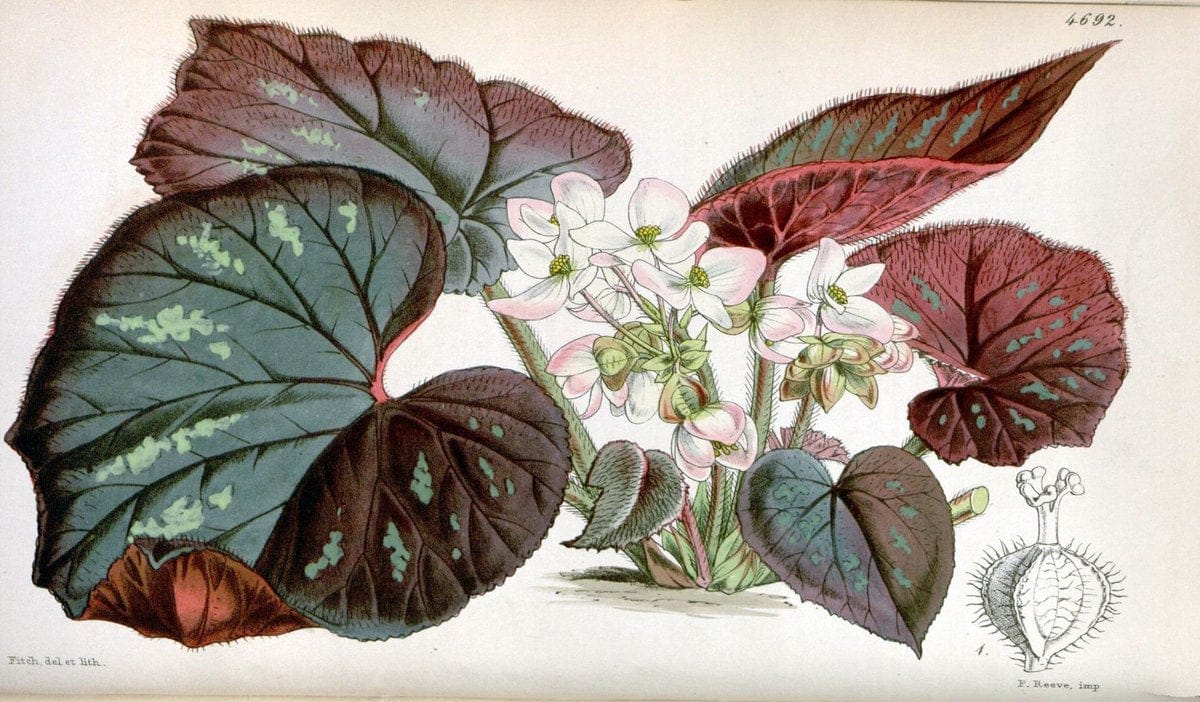 Curtis's botanical magazine. London ; New York [etc.] :Academic Press [etc.]. | "Botanical illustration" Botany Periodicals "Pictorial works" "Plants, Ornamental"  | Vintage Print Reproduction 448372