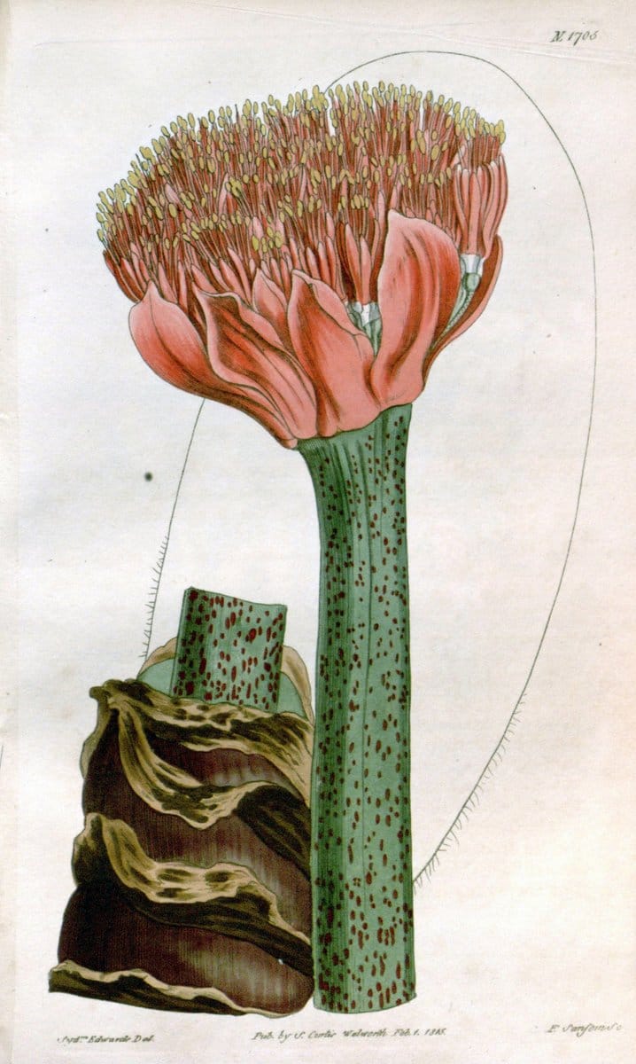Curtis's botanical magazine. London ; New York [etc.] :Academic Press [etc.]. | "Botanical illustration" Botany Periodicals "Pictorial works" "Plants, Ornamental"  | Vintage Print Reproduction 448375