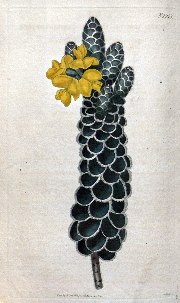 Dragable Image