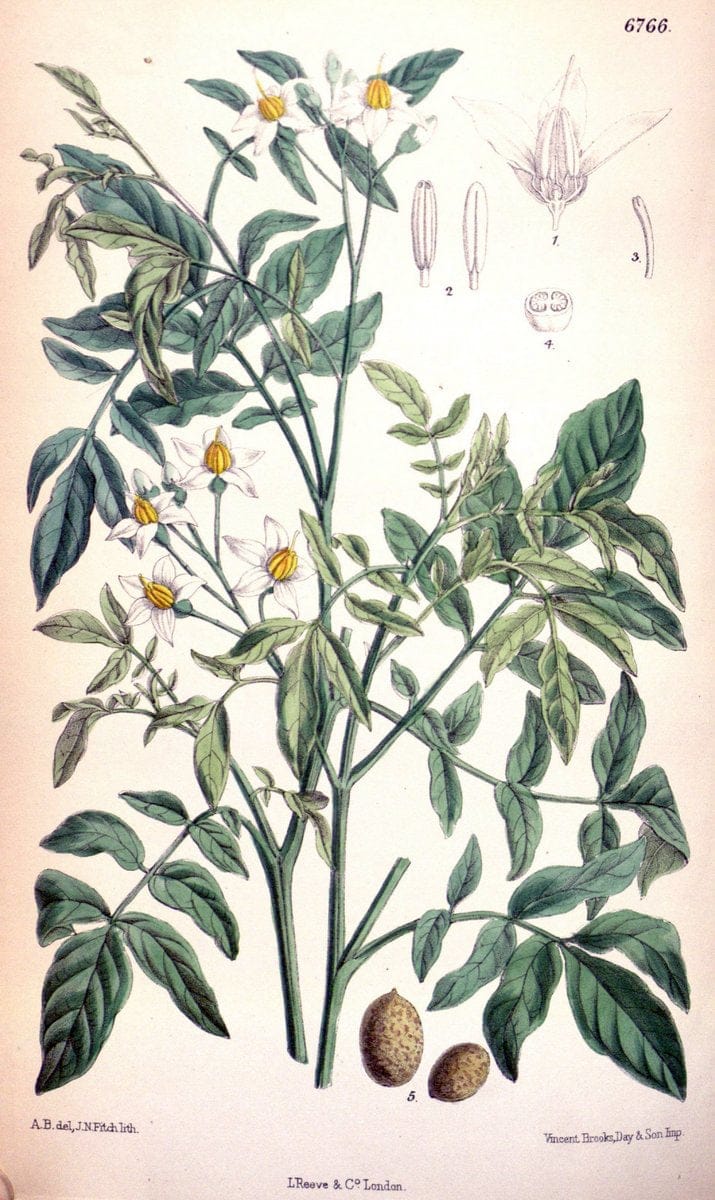 Curtis's botanical magazine. London ; New York [etc.] :Academic Press [etc.]. | "Botanical illustration" Botany Periodicals "Pictorial works" "Plants, Ornamental"  | Vintage Print Reproduction 448383