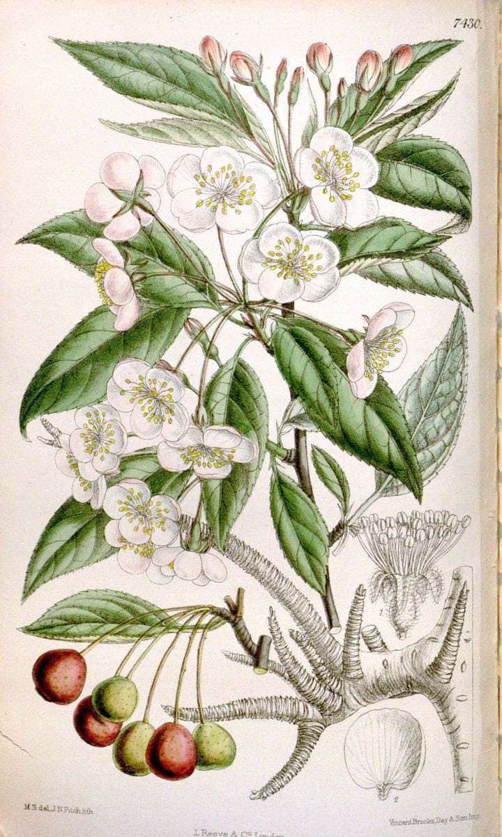Curtis's botanical magazine. London ; New York [etc.] :Academic Press [etc.]. | "Botanical illustration" Botany Periodicals "Pictorial works" "Plants, Ornamental"  | Vintage Print Reproduction 448387