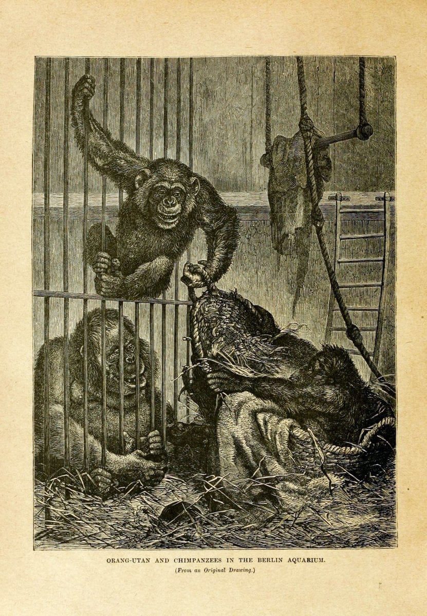 Cassell's natural history. London [etc]Cassell & Company, Limited,1896.  | "Animal behavior" Animals Nomenclature  | Vintage Print Reproduction 448399
