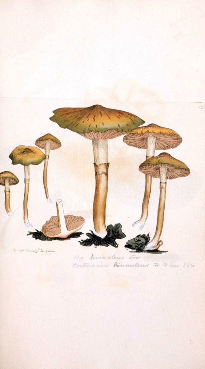 Coloured figures of English fungi or mushrooms. London,Printed by J. Davis,1797-[1809]. | England Mushrooms  | Vintage Print Reproduction 448400