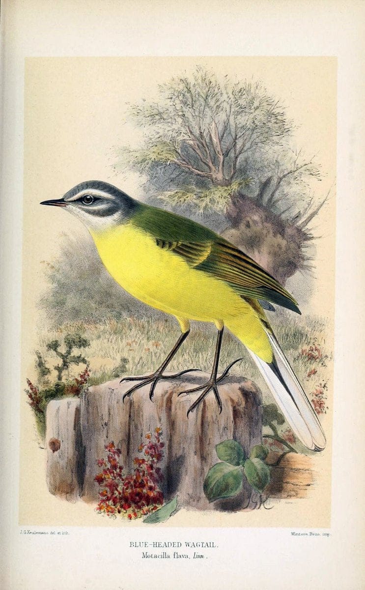 Coloured figures of the birds of the British Islands / issued by Lord Lilford. London :R | 59.82(42) Birds "Great Britain" "Pictorial works"  | Vintage Print Reproduction 448402