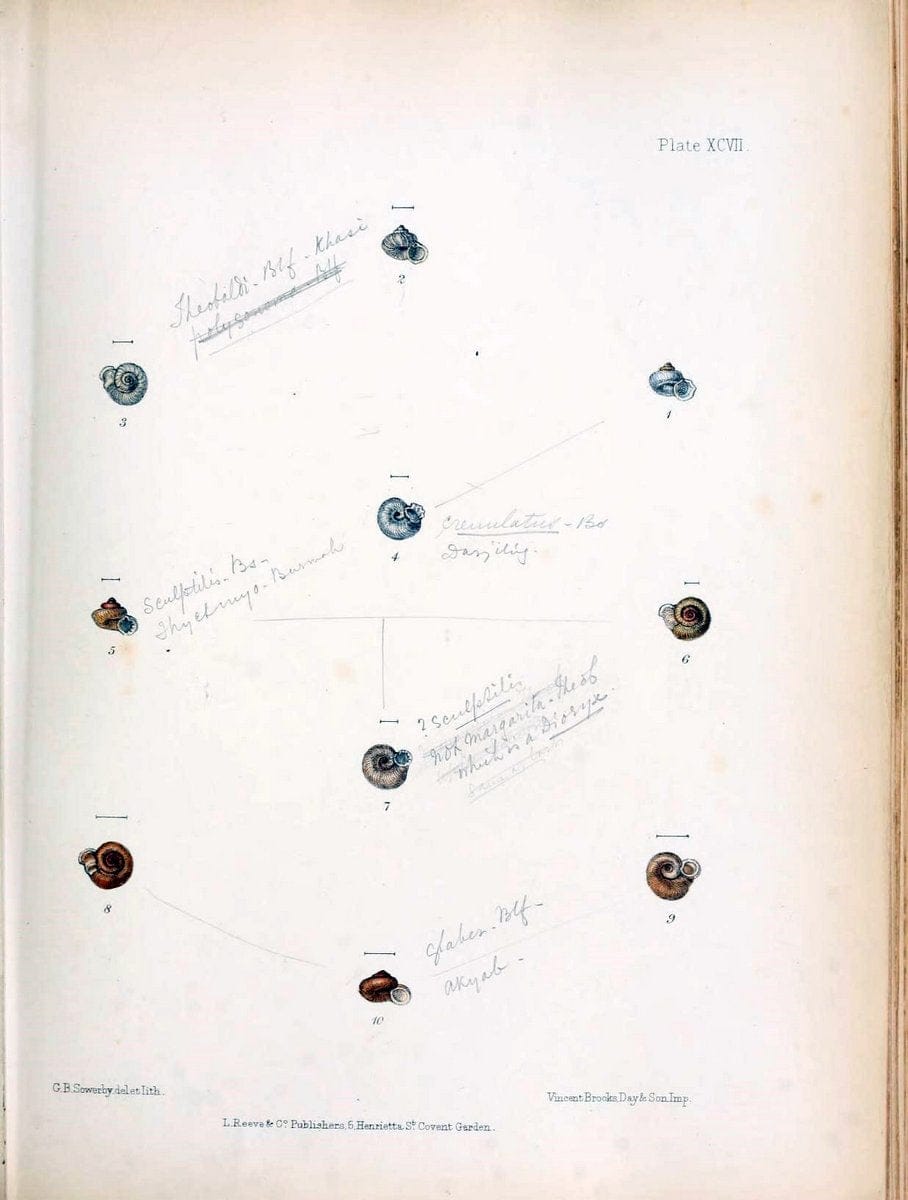 Conchologia indica,.London,1870-1876.. |  | Vintage Print Reproduction 448406