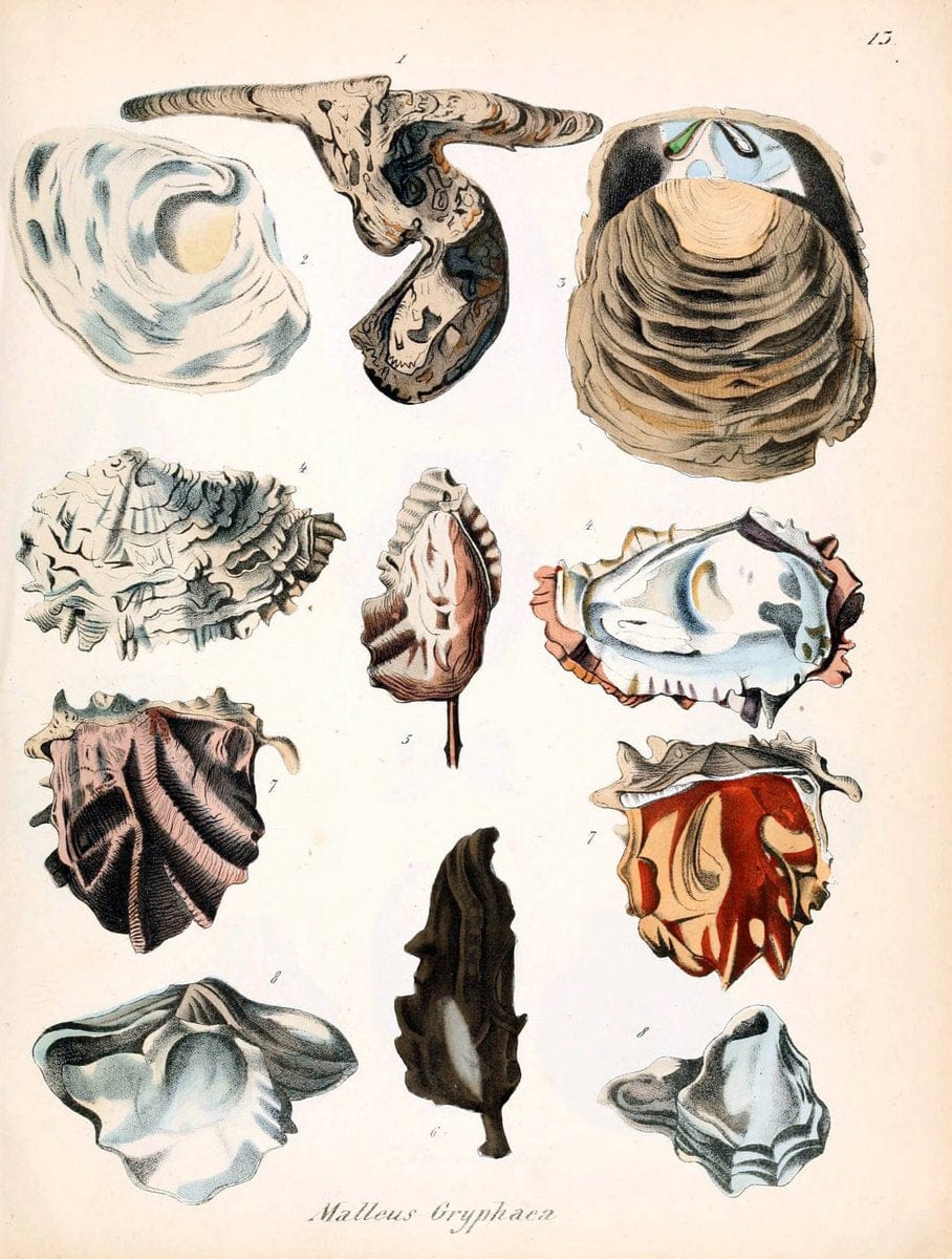 Conchylienbuch, oder, Allgemeine und besondere Naturgeschichte der Muscheln und Schnecke | Mollusks "Pictorial works"  | Vintage Print Reproduction 448407