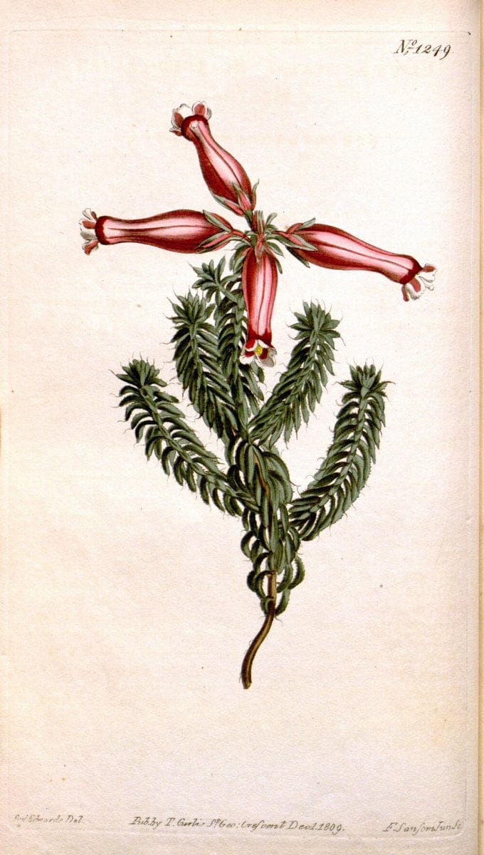 Curtis's botanical magazine. London ; New York [etc.] :Academic Press [etc.]. | "Botanical illustration" Botany Periodicals "Pictorial works" "Plants, Ornamental"  | Vintage Print Reproduction 448410