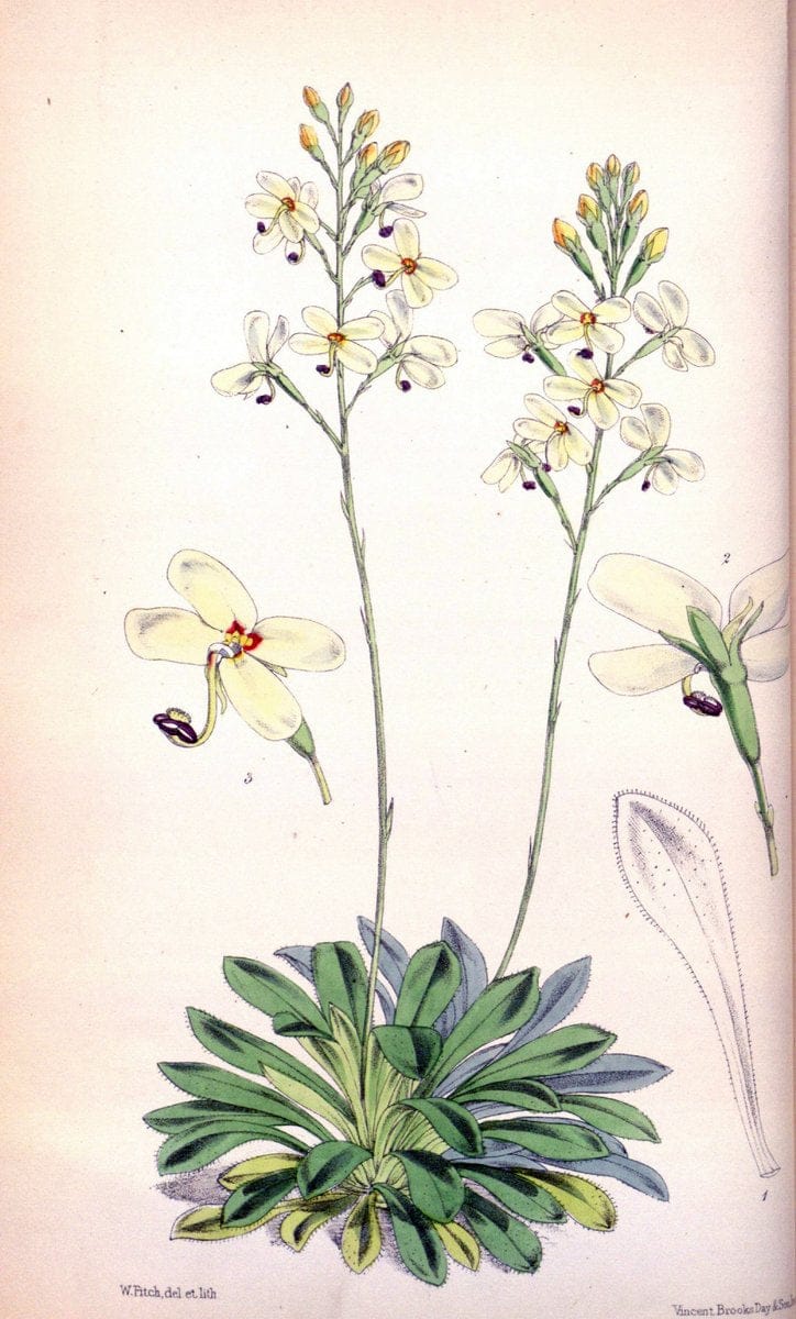 Curtis's botanical magazine. London ; New York [etc.] :Academic Press [etc.]. | "Botanical illustration" Botany Periodicals "Pictorial works" "Plants, Ornamental"  | Vintage Print Reproduction 448411