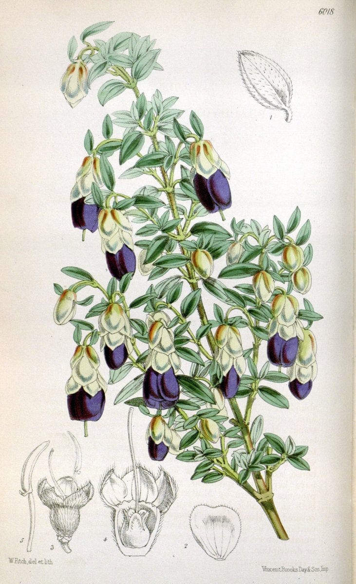 Curtis's botanical magazine. London ; New York [etc.] :Academic Press [etc.]. | "Botanical illustration" Botany Periodicals "Pictorial works" "Plants, Ornamental"  | Vintage Print Reproduction 448412