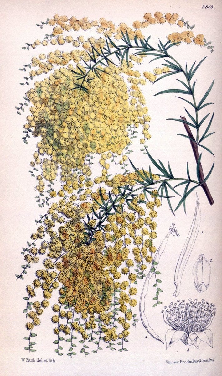 Curtis's botanical magazine. London ; New York [etc.] :Academic Press [etc.]. | "Botanical illustration" Botany Periodicals "Pictorial works" "Plants, Ornamental"  | Vintage Print Reproduction 448415