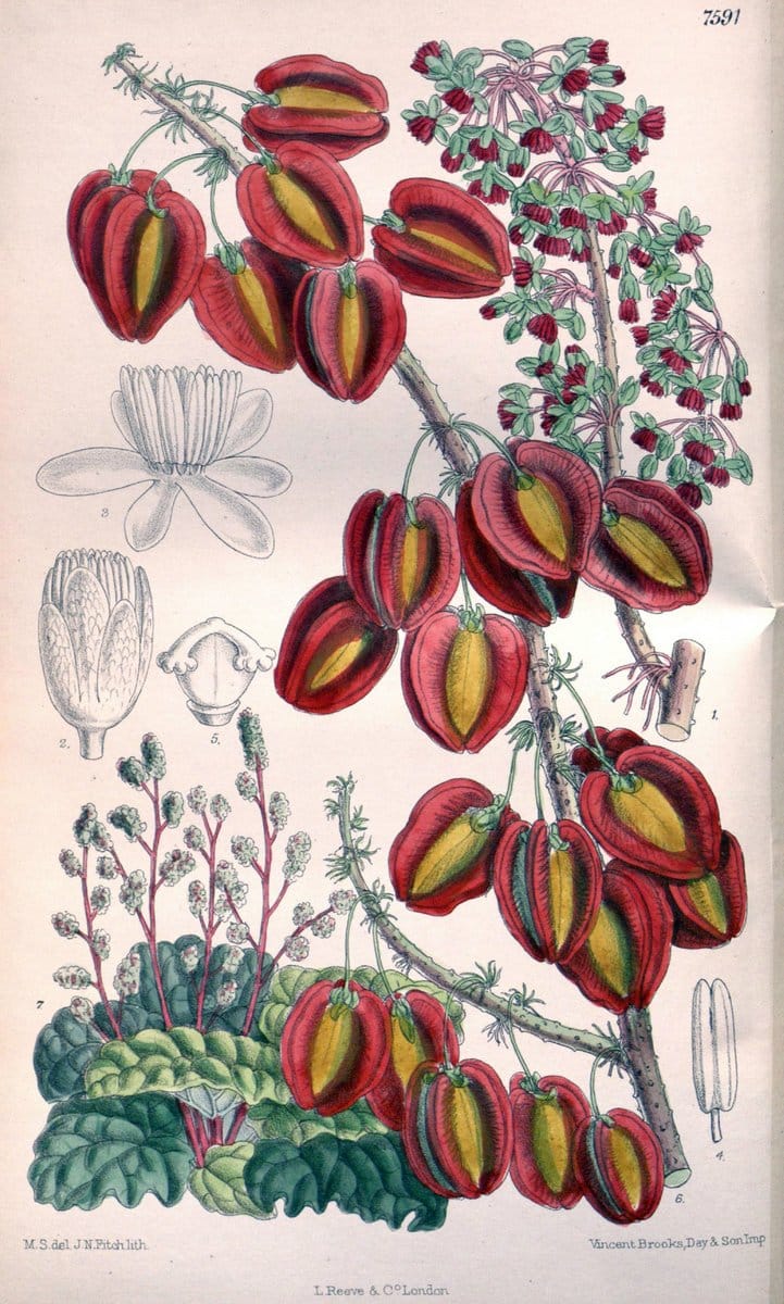 Curtis's botanical magazine. London ; New York [etc.] :Academic Press [etc.]. | "Botanical illustration" Botany Periodicals "Pictorial works" "Plants, Ornamental"  | Vintage Print Reproduction 448416