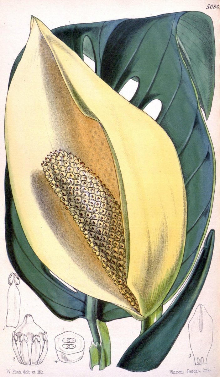 Curtis's botanical magazine. London ; New York [etc.] :Academic Press [etc.]. | "Botanical illustration" Botany Periodicals "Pictorial works" "Plants, Ornamental"  | Vintage Print Reproduction 448427
