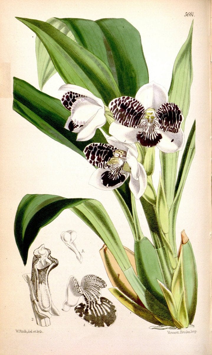 Curtis's botanical magazine. London ; New York [etc.] :Academic Press [etc.]. | "Botanical illustration" Botany Periodicals "Pictorial works" "Plants, Ornamental"  | Vintage Print Reproduction 448428