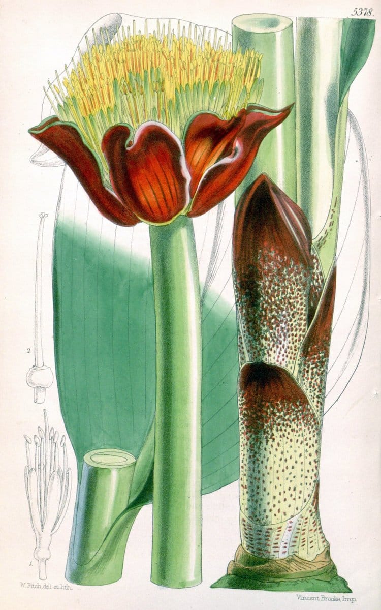 Curtis's botanical magazine. London ;New York [etc.] :Academic Press [etc.]. | Botany Periodicals "Pictorial works"  | Vintage Print Reproduction 448434