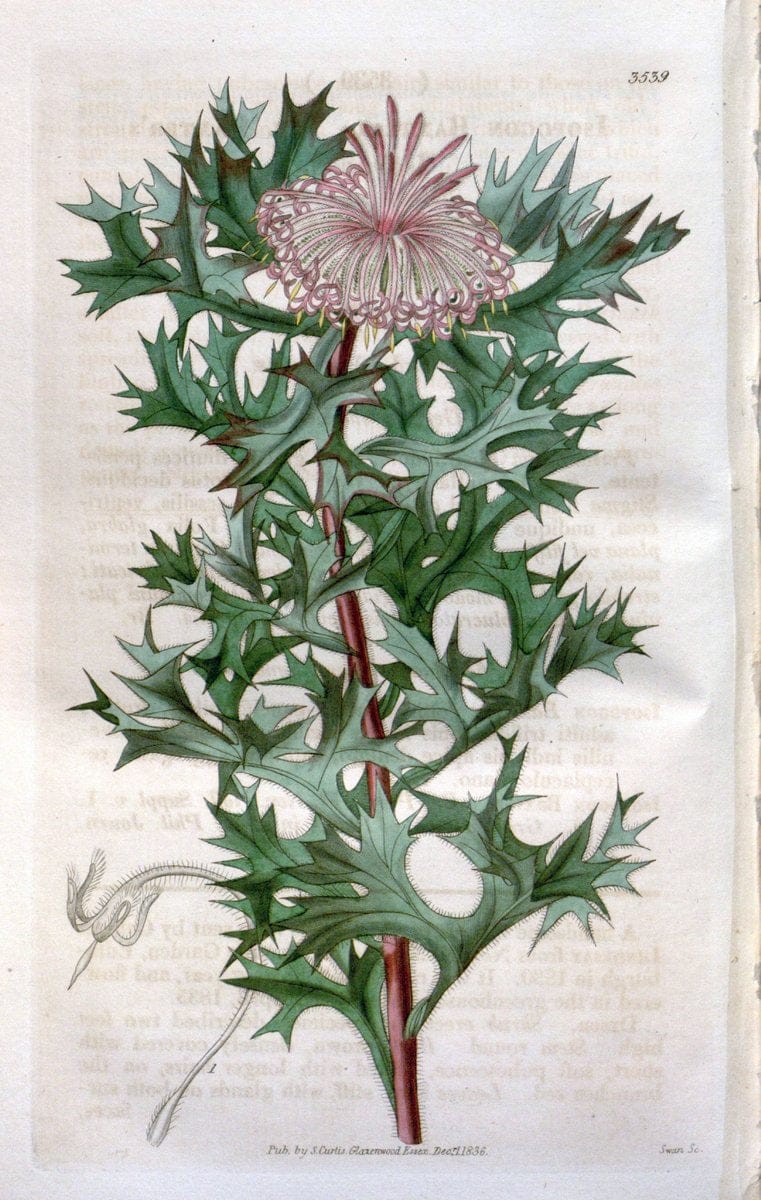Curtis's botanical magazine. London ;New York [etc.] :Academic Press [etc.]. | Botany Periodicals "Pictorial works"  | Vintage Print Reproduction 448437