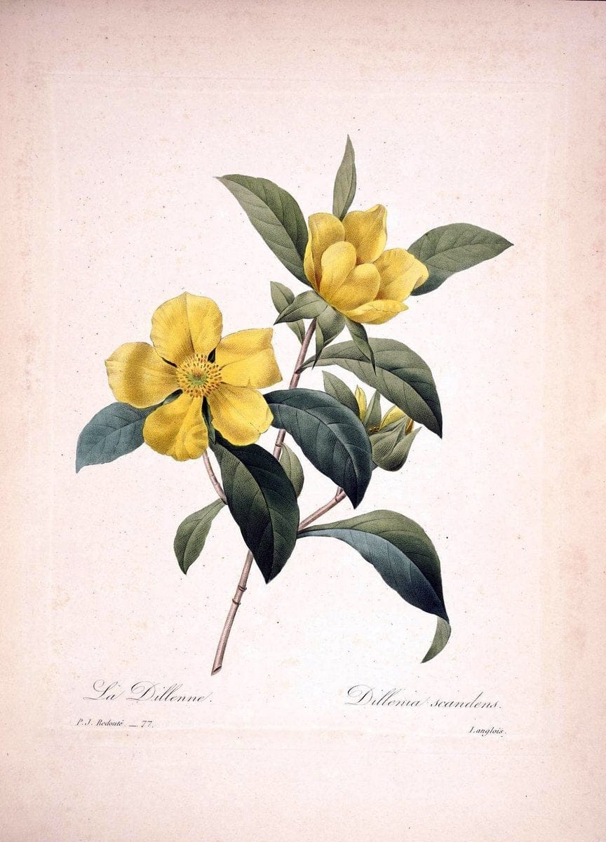 Choix des plus belles fleurs :.Paris :Ernest Panckoucke,[1833].  | 1833 Botany France Icones "Pictorial works"  | Vintage Print Reproduction 448440
