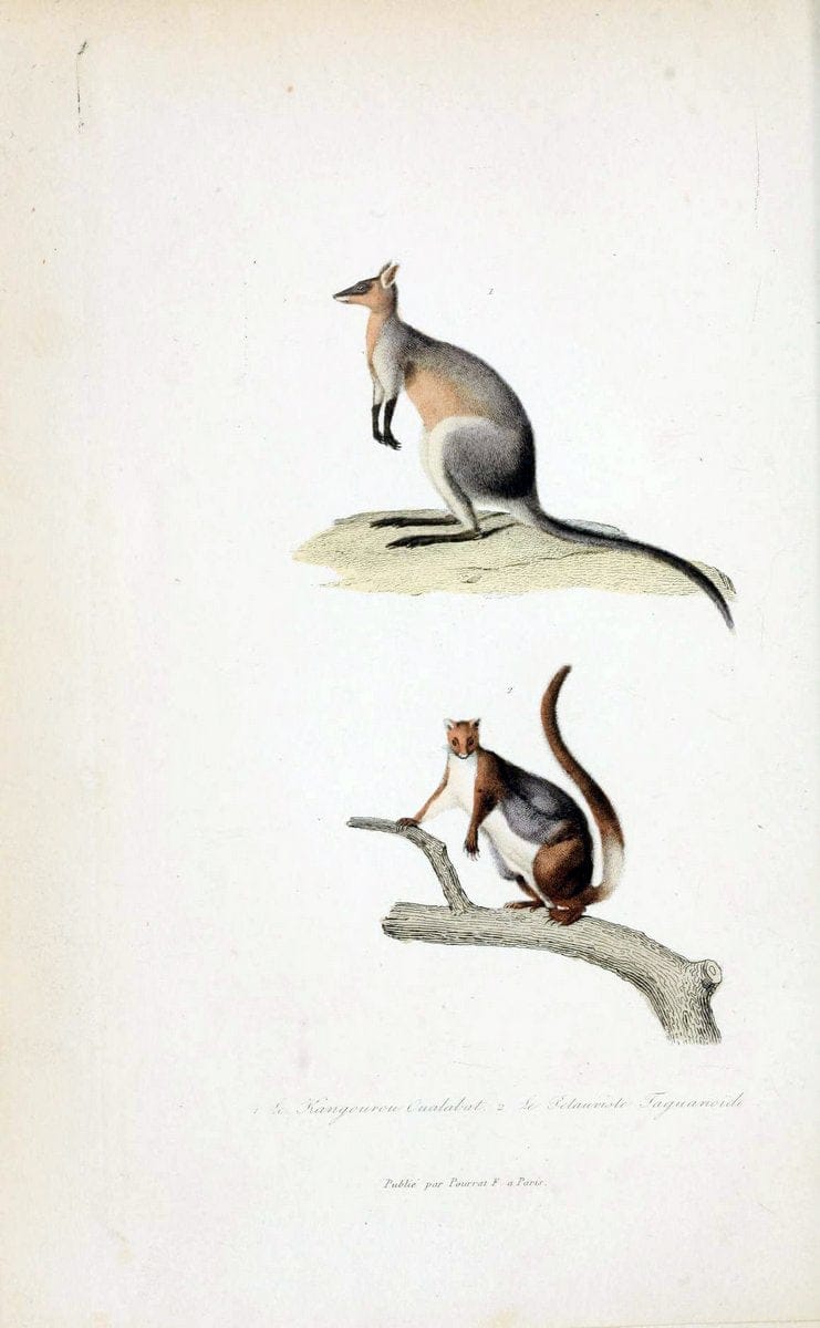 ComplÃ©ments de Buffon. t.1.Paris :P. Pourrat FrÃ¨res,1838. | Anthropology Birds Mammals SIL | Vintage Print Reproduction 448442