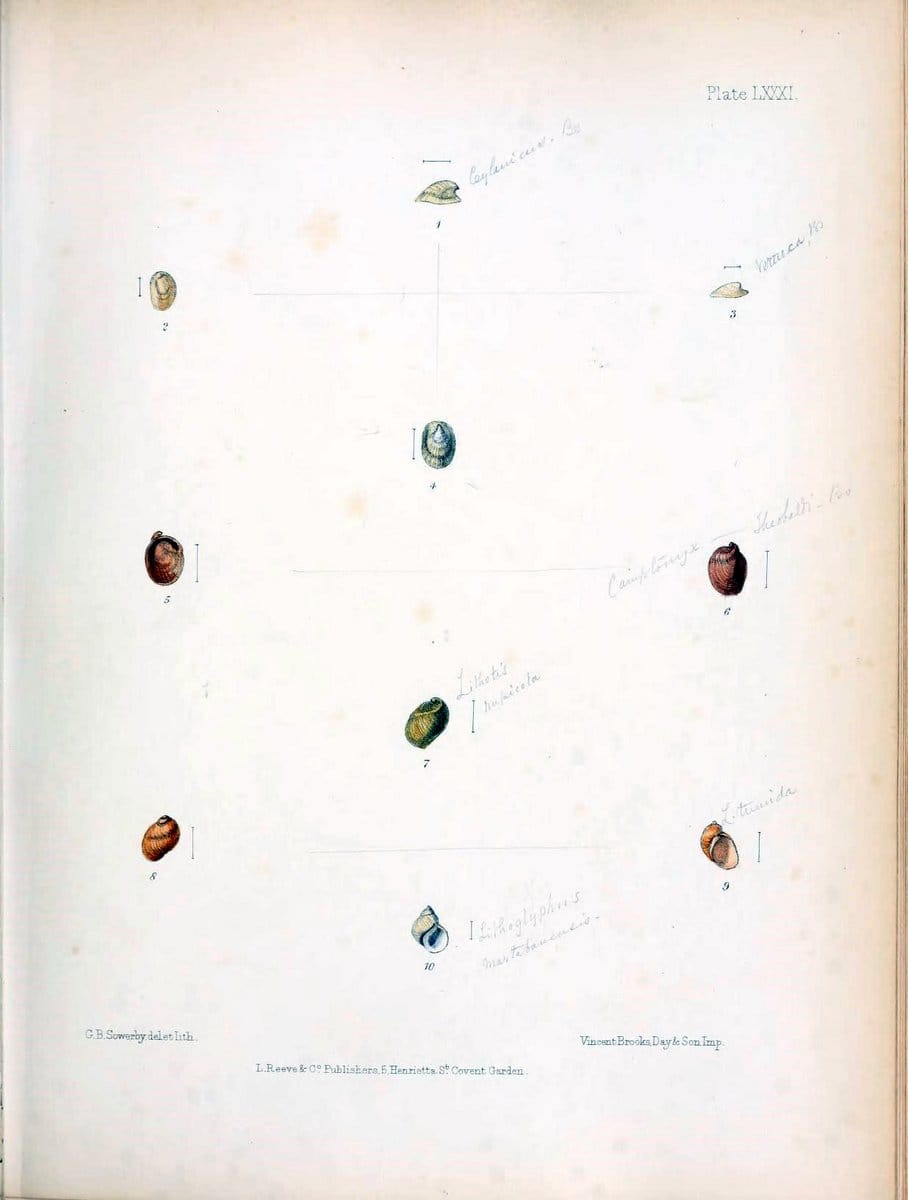 Conchologia indica,.London,1870-1876.. |  | Vintage Print Reproduction 448447