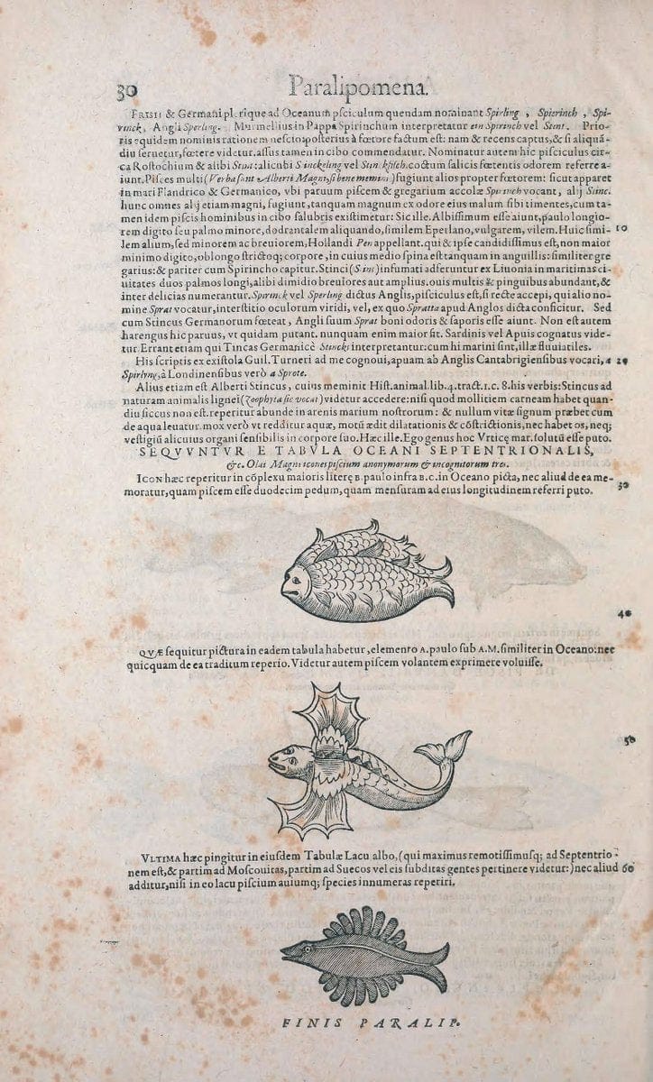 Conradi Gesneri medici Tigurini Historiae animalium liber IV :.Francofurti :In Bibliopol | "Early works to 1800" Fishes Mollusks "Pre-Linnean works" Zoology | Vintage Print Reproduction 448448