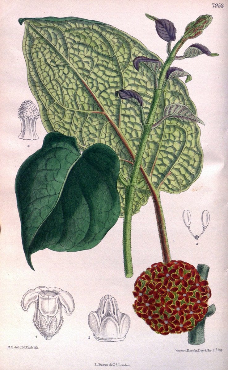 Curtis's botanical magazine. London ; New York [etc.] :Academic Press [etc.]. | "Botanical illustration" Botany Periodicals "Pictorial works" "Plants, Ornamental"  | Vintage Print Reproduction 448452