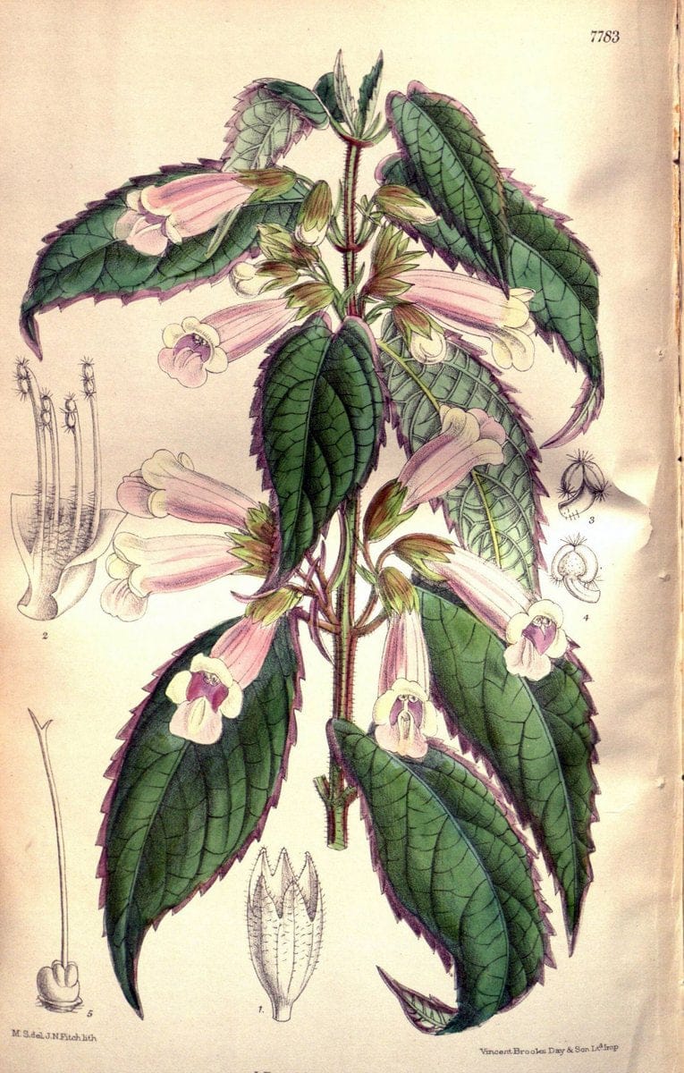 Curtis's botanical magazine. London ; New York [etc.] :Academic Press [etc.]. | "Botanical illustration" Botany Periodicals "Pictorial works" "Plants, Ornamental"  | Vintage Print Reproduction 448453