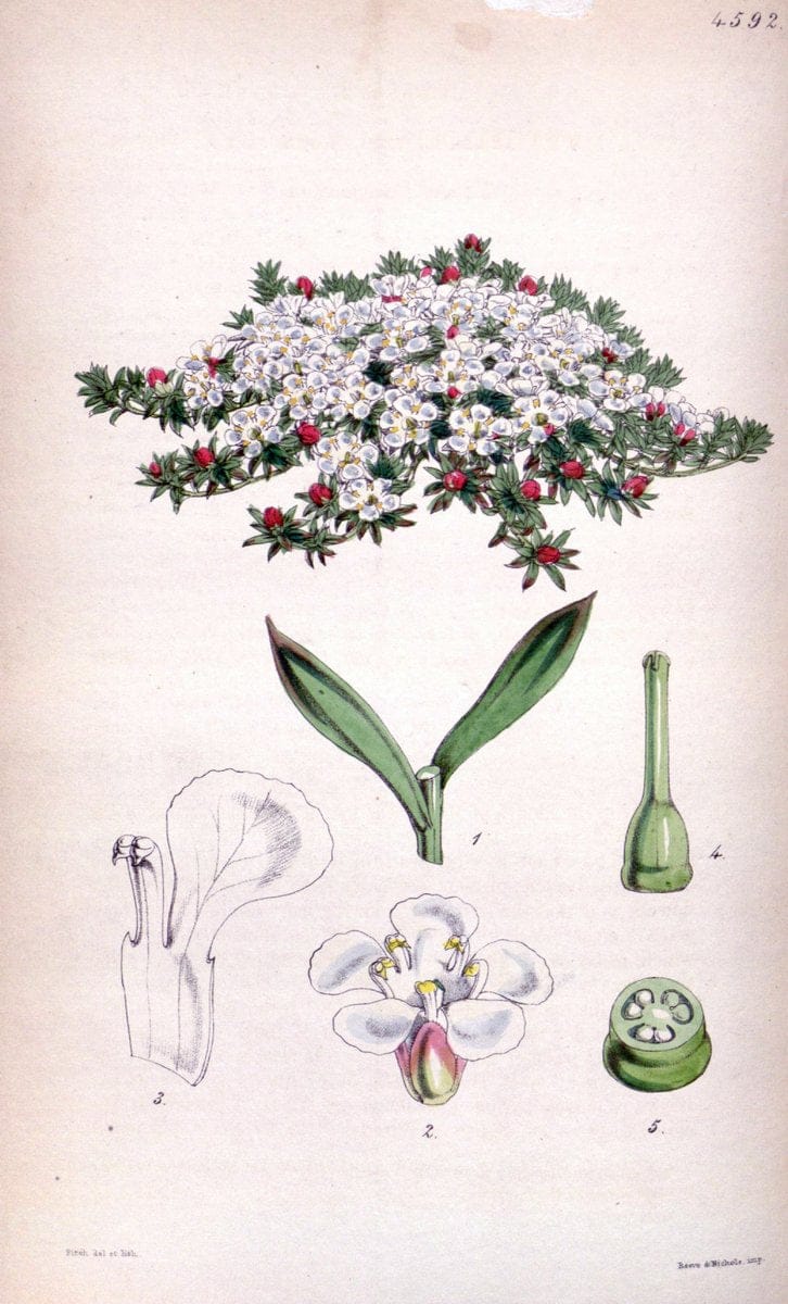 Curtis's botanical magazine. London ; New York [etc.] :Academic Press [etc.]. | "Botanical illustration" Botany Periodicals "Pictorial works" "Plants, Ornamental"  | Vintage Print Reproduction 448454