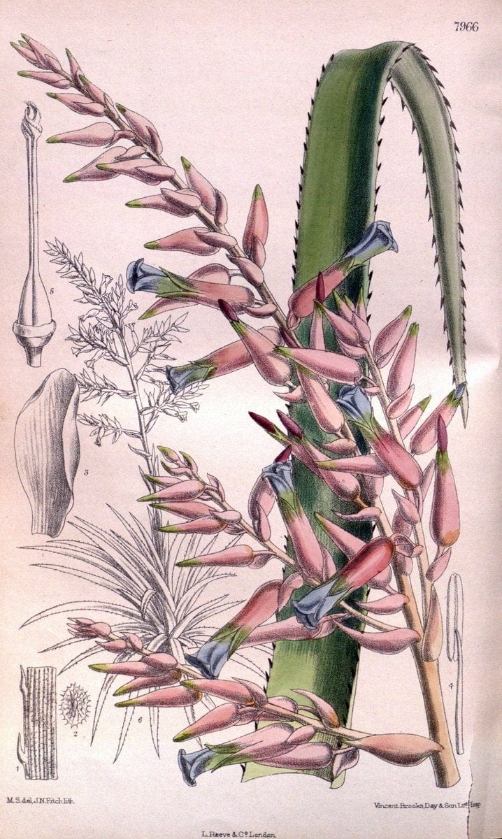 Curtis's botanical magazine. London ; New York [etc.] :Academic Press [etc.]. | "Botanical illustration" Botany Periodicals "Pictorial works" "Plants, Ornamental"  | Vintage Print Reproduction 448455