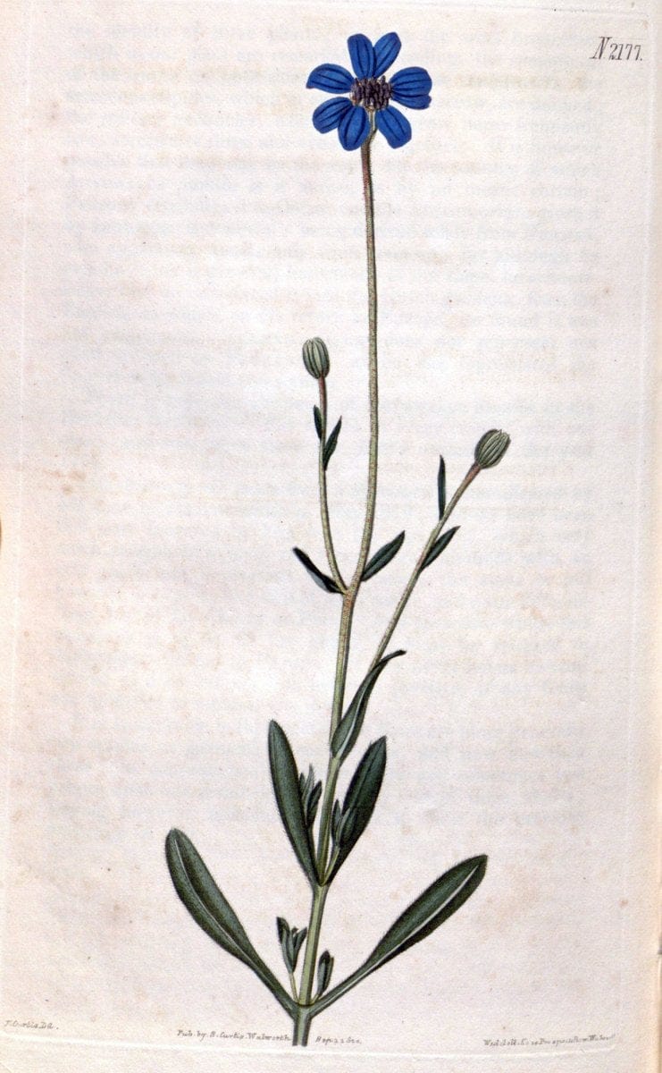 Curtis's botanical magazine. London ; New York [etc.] :Academic Press [etc.]. | "Botanical illustration" Botany Periodicals "Pictorial works" "Plants, Ornamental"  | Vintage Print Reproduction 448459