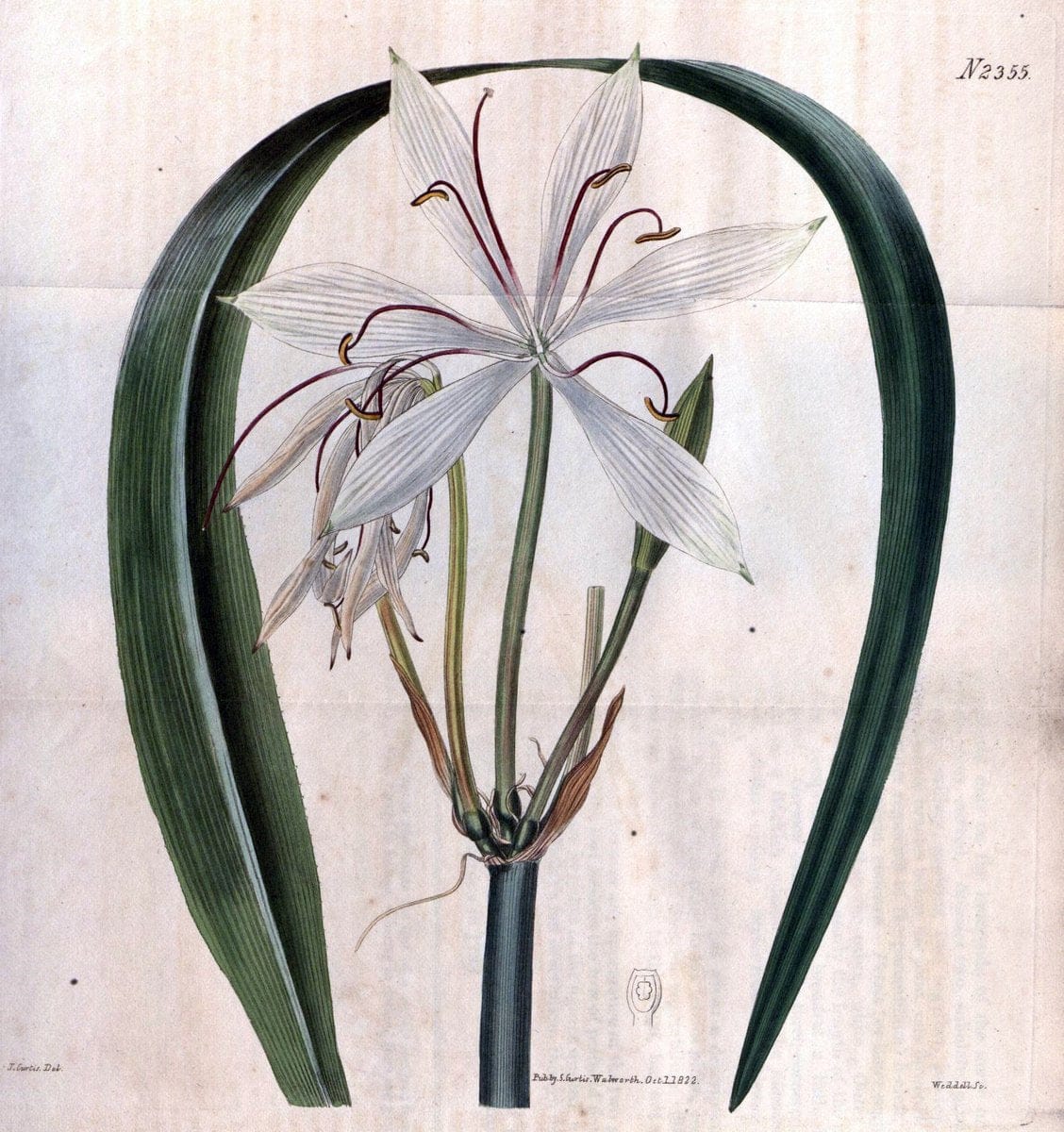 Curtis's botanical magazine. London ; New York [etc.] :Academic Press [etc.]. | "Botanical illustration" Botany Periodicals "Pictorial works" "Plants, Ornamental"  | Vintage Print Reproduction 448461