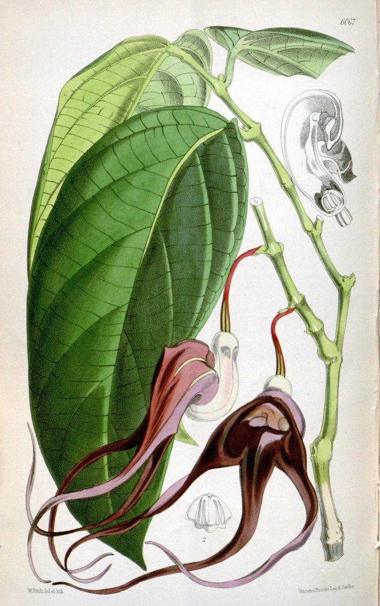Dragable Image