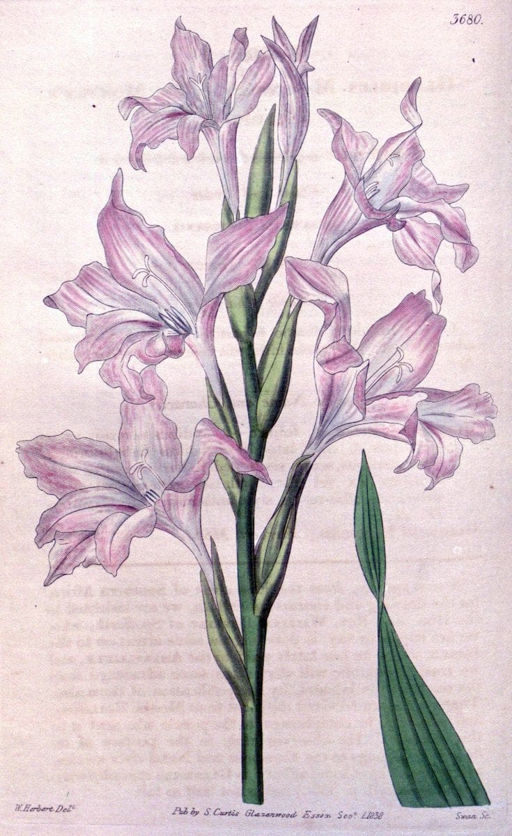 Curtis's botanical magazine..London ;New York [etc.] :Academic Press [etc.]. |  | Vintage Print Reproduction 448464