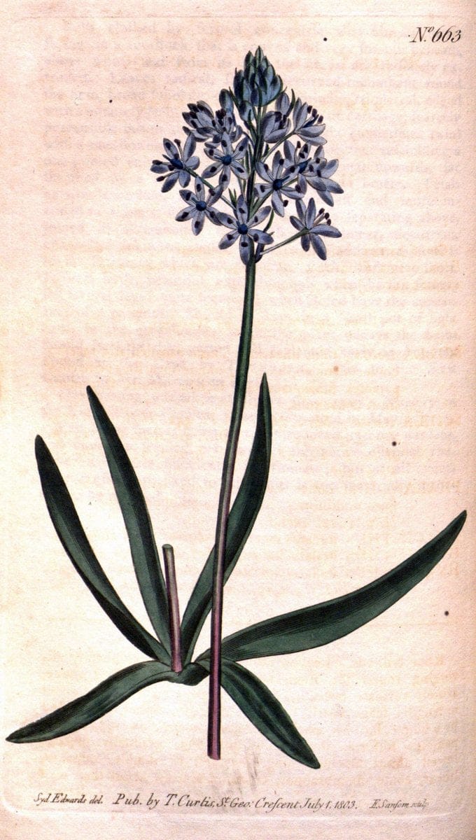 Curtis's botanical magazine. London ;New York [etc.] :Academic Press [etc.]. | Botany Periodicals "Pictorial works"  | Vintage Print Reproduction 448465