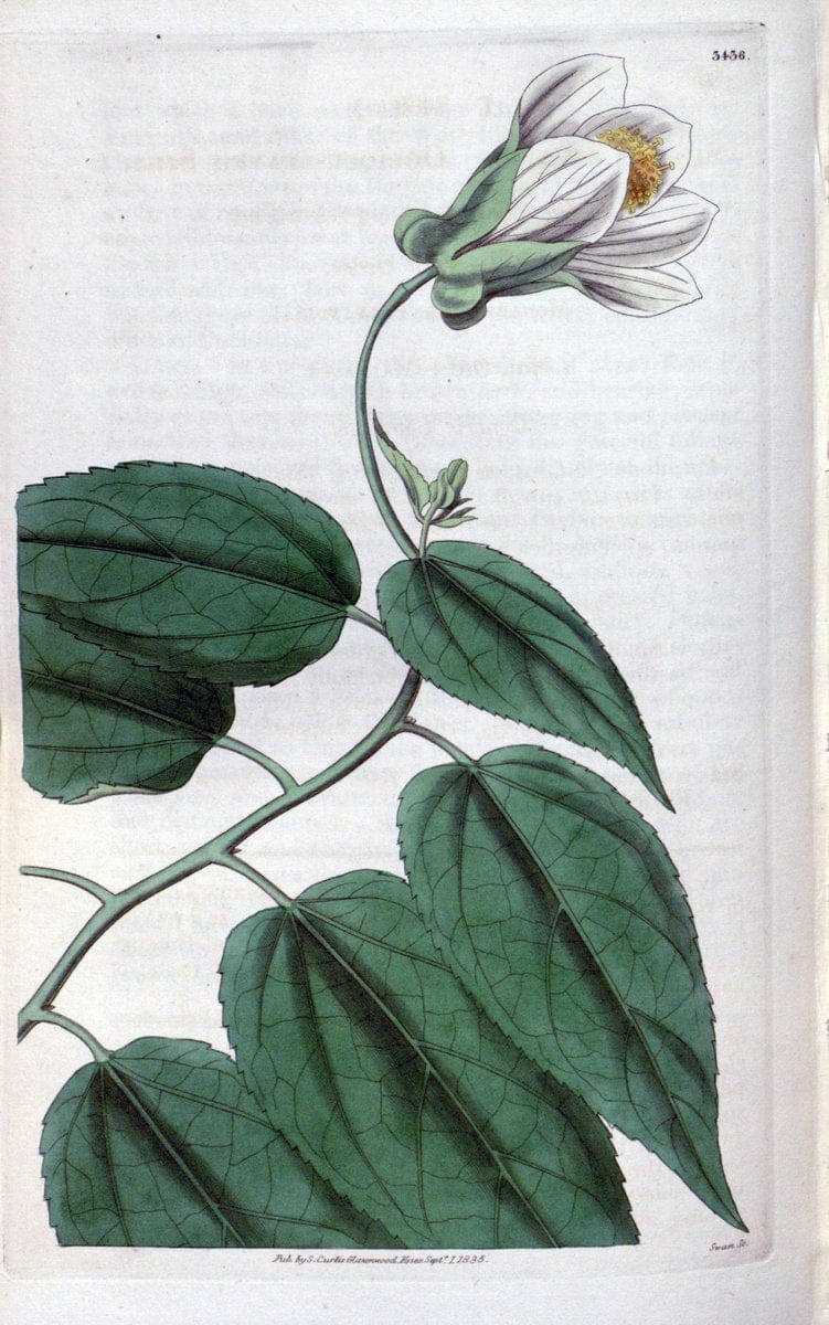 Curtis's botanical magazine. London ;New York [etc.] :Academic Press [etc.]. | Botany Periodicals "Pictorial works"  | Vintage Print Reproduction 448467