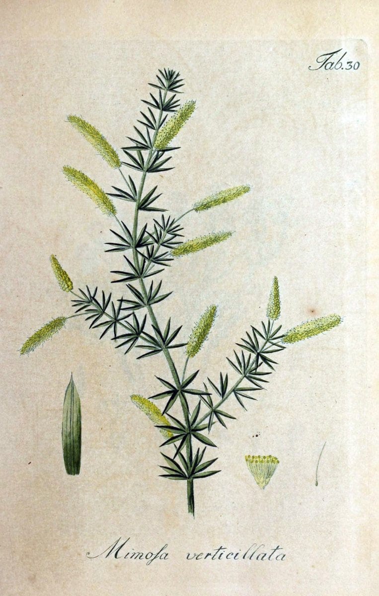 Collectio plantarum tam exoticarum, quam indigenarum, cum delineatione, descriptione cul | Botany | Vintage Print Reproduction 448470