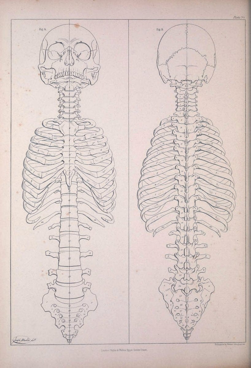 Comparative osteology:.London,Taylor and Walton,1847.  | Bones | Vintage Print Reproduction 448477