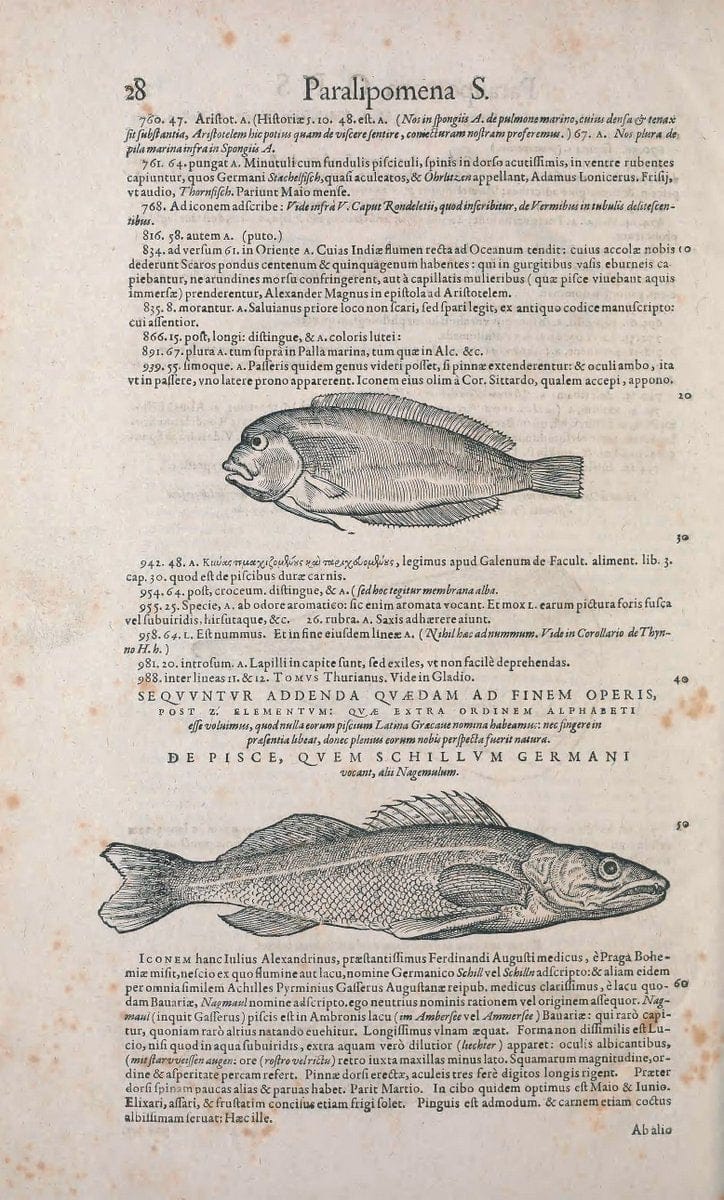 Conradi Gesneri medici Tigurini Historiae animalium liber IV :.Francofurti :In Bibliopol | "Early works to 1800" Fishes Mollusks "Pre-Linnean works" Zoology | Vintage Print Reproduction 448480