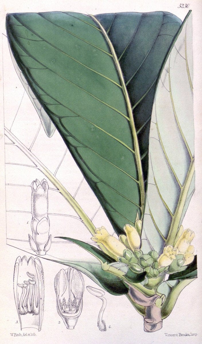 Curtis's botanical magazine. London ; New York [etc.] :Academic Press [etc.]. | "Botanical illustration" Botany Periodicals "Pictorial works" "Plants, Ornamental"  | Vintage Print Reproduction 448482