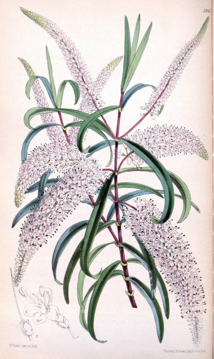 Curtis's botanical magazine. London ; New York [etc.] :Academic Press [etc.]. | "Botanical illustration" Botany Periodicals "Pictorial works" "Plants, Ornamental"  | Vintage Print Reproduction 448485